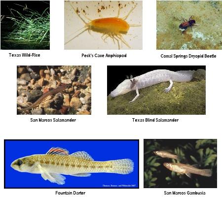 Texas Endangered Species